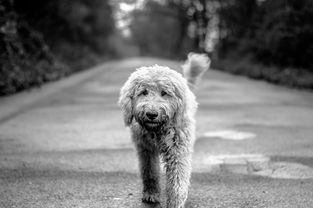 养犬繁殖入门,一对种犬多少钱人民币?影响价格的核心因素梳理